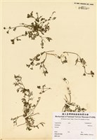 藏品(歐柅索豆屬)的圖片